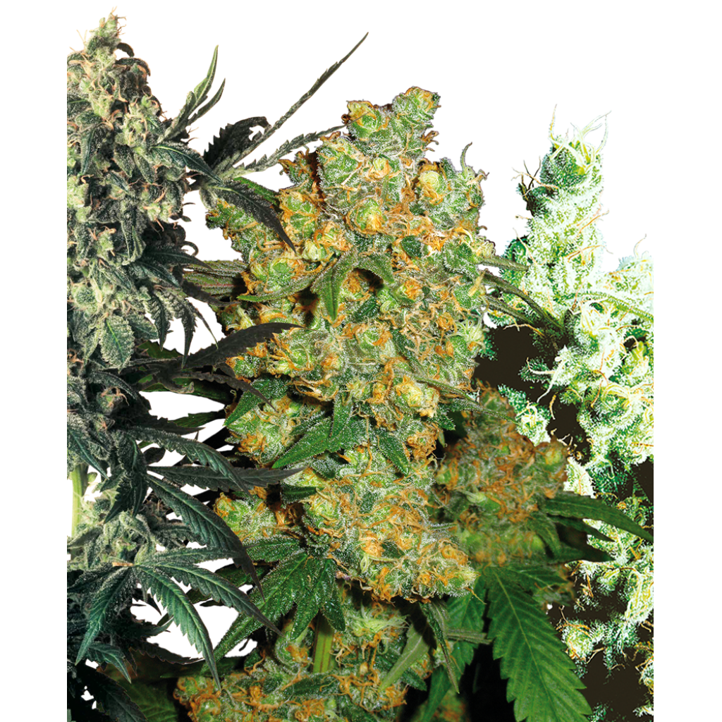 MIX PACK FEMINIZADA (SS) SENSI SEEDS 10 SEMILLAS - Zeven GrowShop