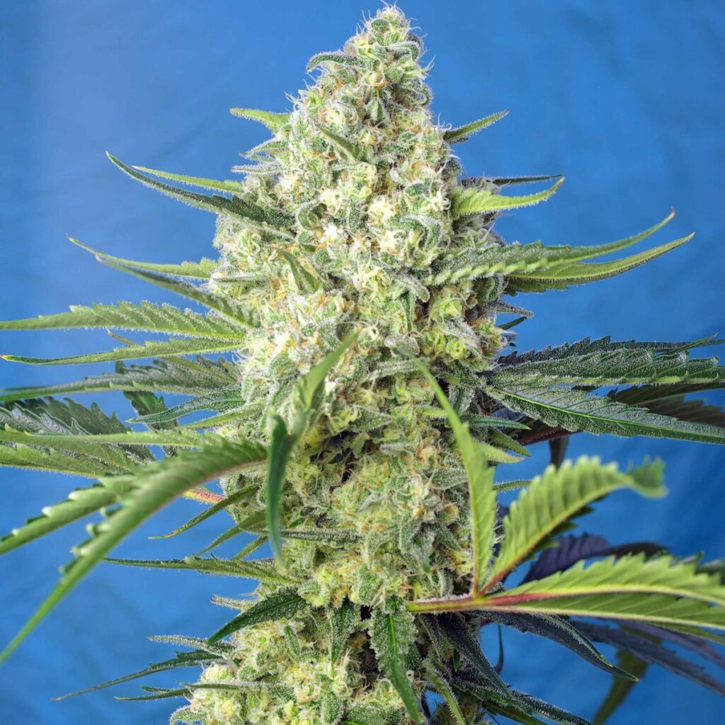 JACK 47 XL AUTO (SWS) SWEET SEEDS Zeven