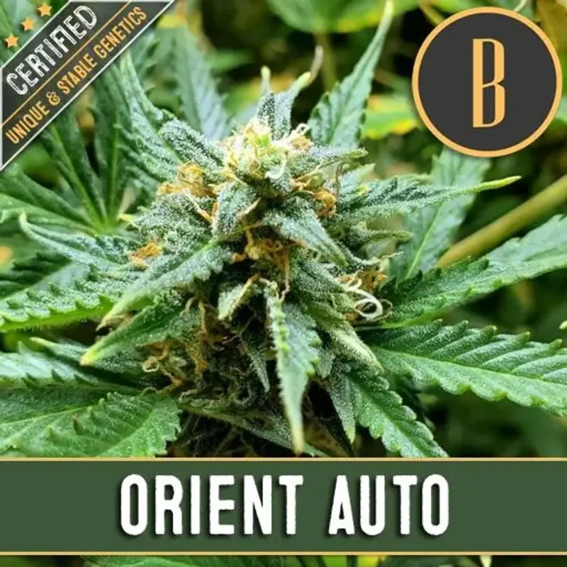 Semillas Blimburn Orient Auto x3