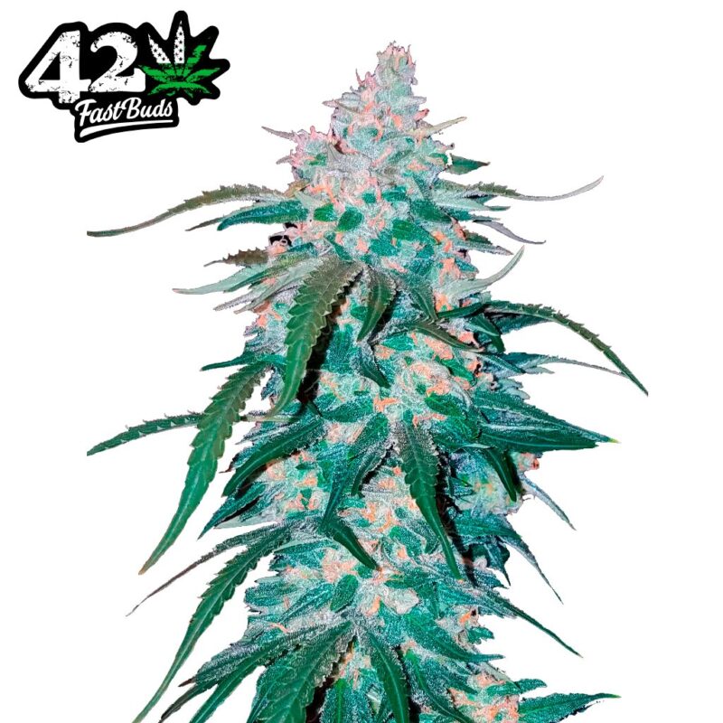 Semillas 42 Fast Buds Pineapple Express Auto 3+2