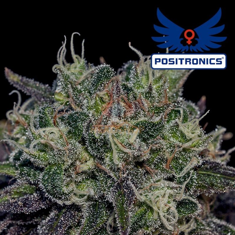 Semillas Positronic Black Widow Fem x5