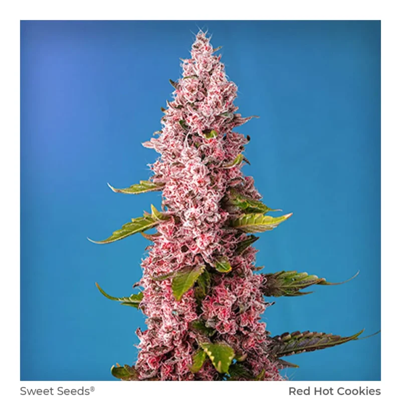 Semillas Sweet Seeds Red Hot Cookies Fem 3+1