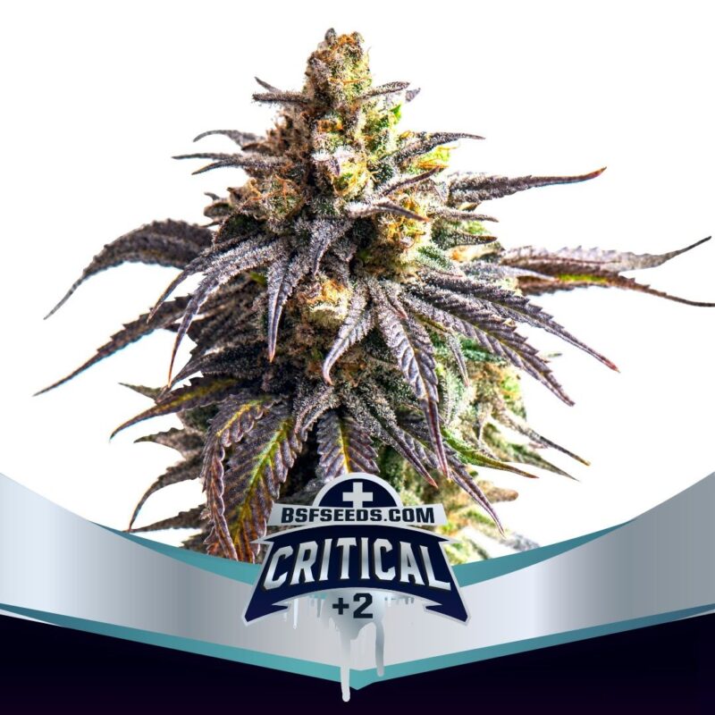Semillas BSF Critical XXL Auto x2