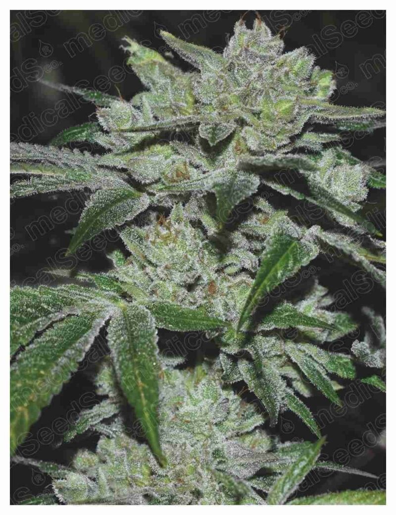 Semillas Medical Seeds Sour Glue x3